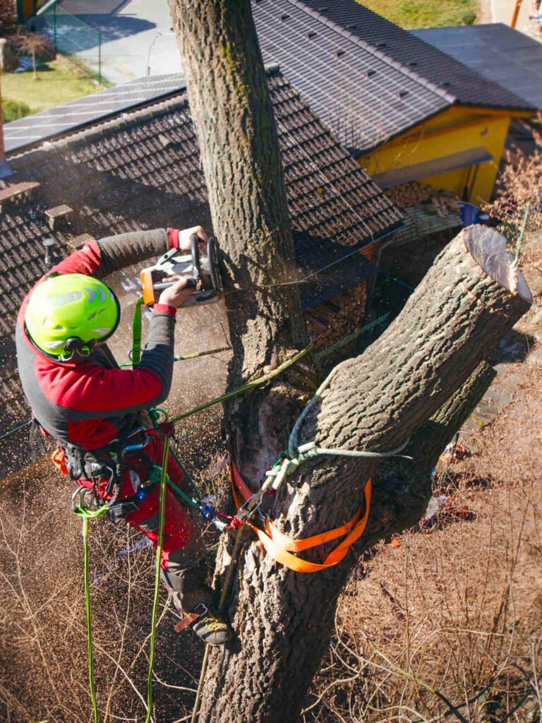 Carolina Tree Experts work 3