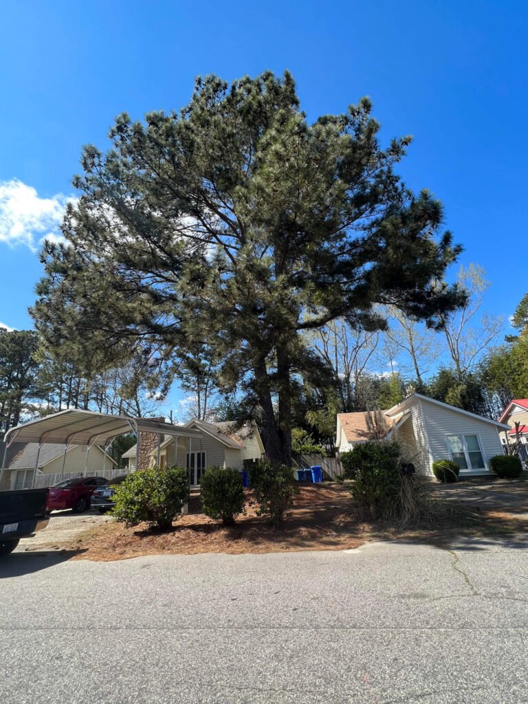 Carolina Tree Experts work 5